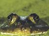 [Eyes] Bullfrog