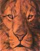[Animal Art : Eyes] Arthur Wilson - Thought (lion)