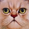 [Animal Art : Eyes] Cat