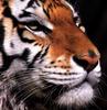 [Eyes] Tiger face