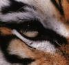 [Eyes] Tiger