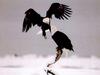 Bald Eagle pair