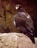 Black Eagle