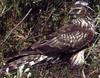 Hawk