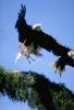 Bald Eagles take off