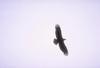 Eagle in flight