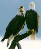 Bald Eagles