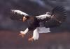 Steller's sea eagle