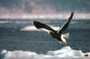 Steller's sea eagle