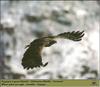 White-tailed Sea Eagle