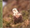 White-tailed Sea Eagle