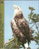 White-tailed Sea Eagle