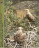 White-tailed Sea Eagles  - nest