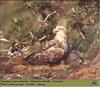 White-tailed Sea Eagle  - nest