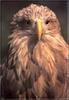 White-tailed Sea Eagle