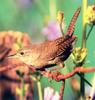 Steve Maslowski (Winter Wren)