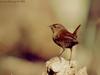 Winter Wren
