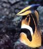 Wrasse and Raccoon Butterflyfish (Chaetodon lunula)