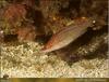 Sublet (Symphodus rostratus) - wrasse