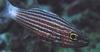 Wrasse with stripes