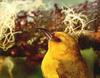 Phoenix Rising Jungle Book 040 - 'akiapola'au (Hawaiian Honeycreeper)