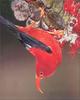 Phoenix Rising Jungle Book 041 - 'i'wi (Iiwi, Hawaiian Honeycreeper)
