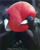 Phoenix Rising Jungle Book 045 - Great Frigatebird courtship
