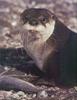 Phoenix Rising Jungle Book 048 - Giant Otter