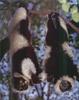 Phoenix Rising Jungle Book 050 - Black-and-white Ruffed Lemur pair
