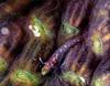 Phoenix Rising Jungle Book 054 - Triplefin