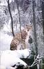 Phoenix Rising Jungle Book 080 - Eurasian Lynx on snow