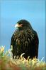 Phoenix Rising Jungle Book 085 - Striated Caracara