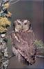Phoenix Rising Jungle Book 087 - Western Screech Owl