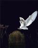 Phoenix Rising Jungle Book 096 - Barn Owl in hunting flight