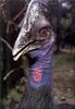 Phoenix Rising Jungle Book 099 - Cassowary head