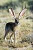 Phoenix Rising Jungle Book 105 - Black-tailed Jackrabbit