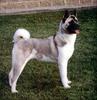 Phoenix Rising Jungle Book 112 - Akita (Japanese dog breed)