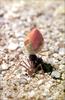 Phoenix Rising Jungle Book 115 - Harvest Ant