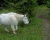 (white) Rocky Mountain Goat