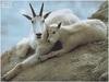 (white) Rocky Mountain Goats