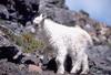 (white) Rocky Mountain Goat lamb