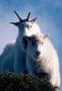 Rocky Mountain Goat family