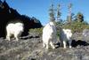 (White) Rocky Mountain Goat trio