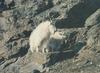 Rocky Mountain Goat pair