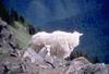 Rocky Mountain Goat - mom and lamb