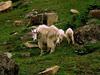 Rocky Mountain Goats - mom and lambs