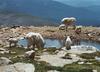 Rocky Mountain Goats