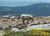 Rocky Mountain Goats