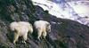 Rocky Mountain Goats