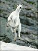 Rocky Mountain Goat